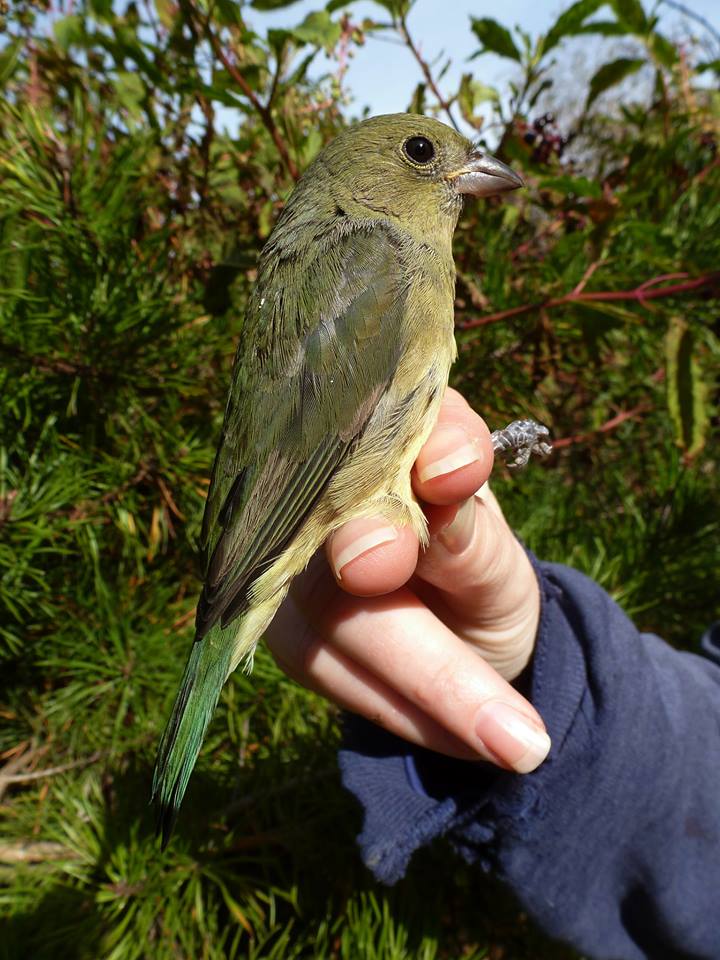 Painted Bunting banded at Foreman's Branch