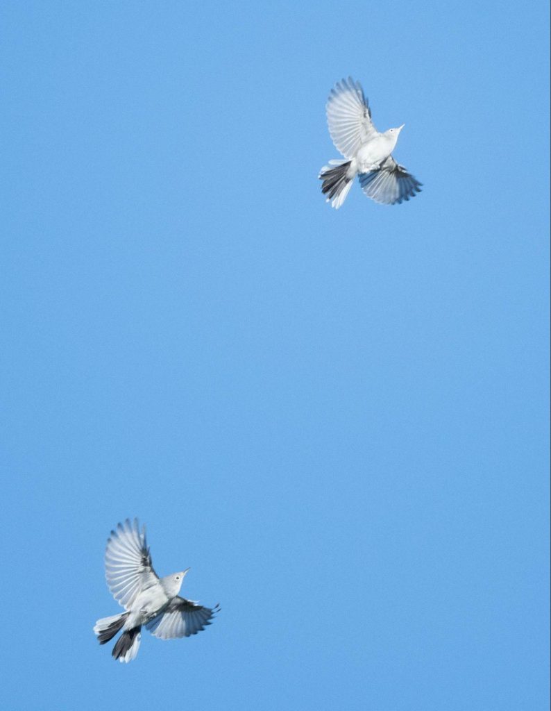 A pair of Gnatcatchers after a mid-air tussle