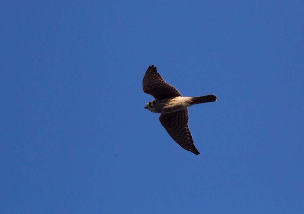 The only American Kestrel so far this season came by on August 24th.