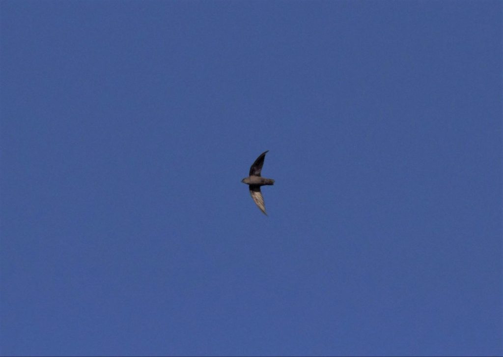 Chimney Swift zipping by the rock.