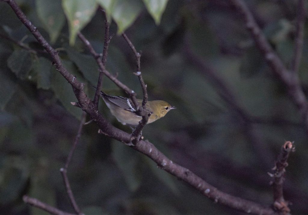 Later season migrants, like this Bay-breasted Warbler, are starting to come by in good numbers. 