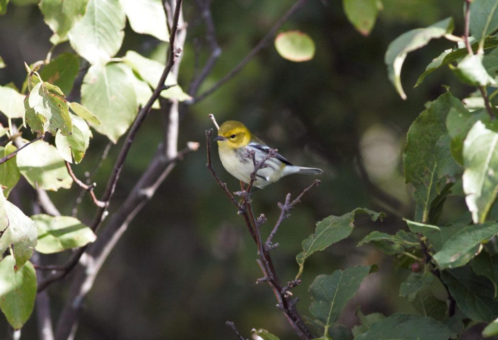 Black-throated Green Warblers have become the second most common warbler at Dan’s Rock with 266 to date.