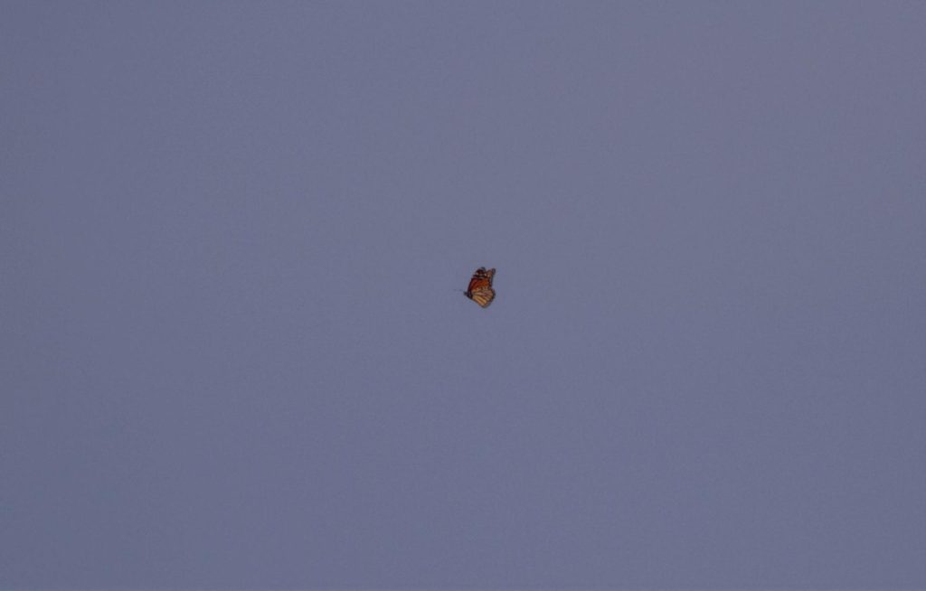 A Monarch butterfly, bound for central Mexico, flutters down the ridge.