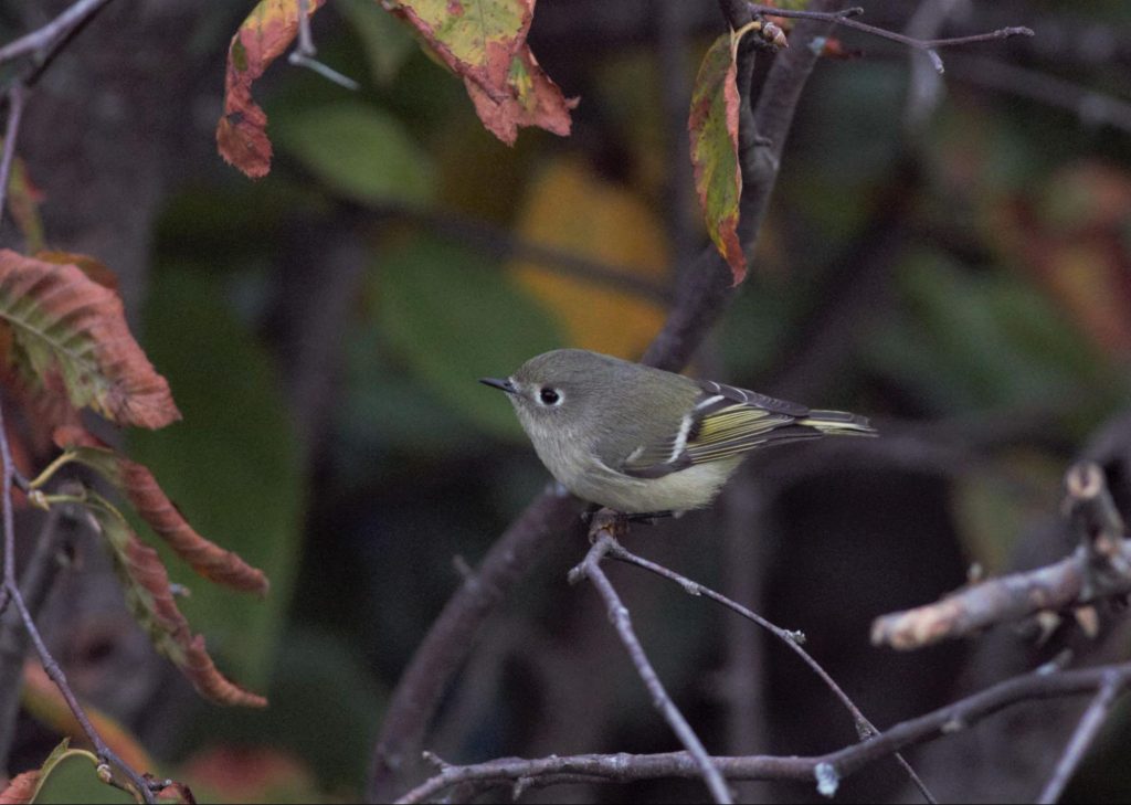 Ruby-crowned Kinglets are always a treat to see darting around in the trees near the platform or flying past the platform in migration.