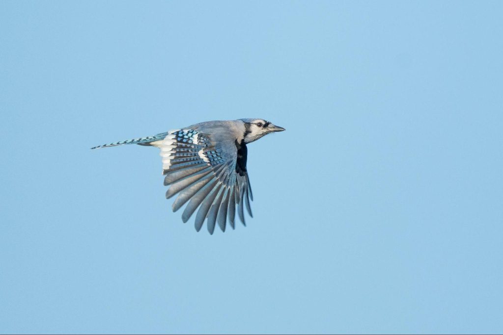 Blue Jay © Jonathan Irons