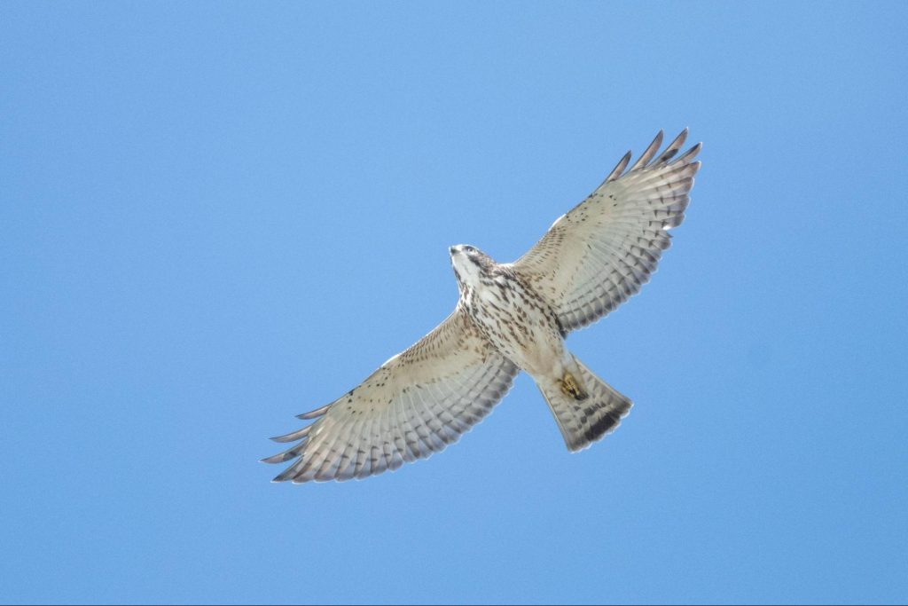 Broad-winged Hawk © Jonathan Irons