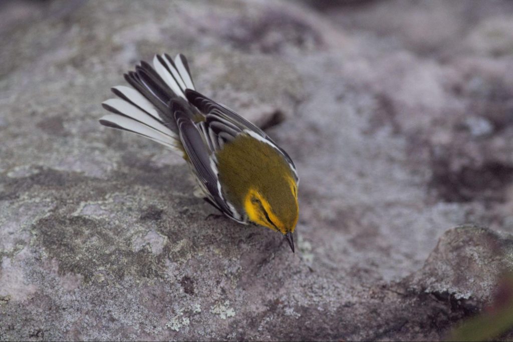 Black-throated Green Warbler © Carl Engstrom