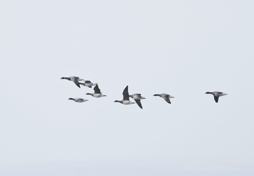 A flock of Brant moving down the bay © Jonathan Irons