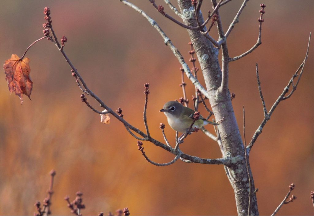 Blue-headed Vireos have also finished passing by Dan’s Rock for the fall. 9 of the subtly beautiful birds made an appearance at the count this fall. © Carl Engstrom