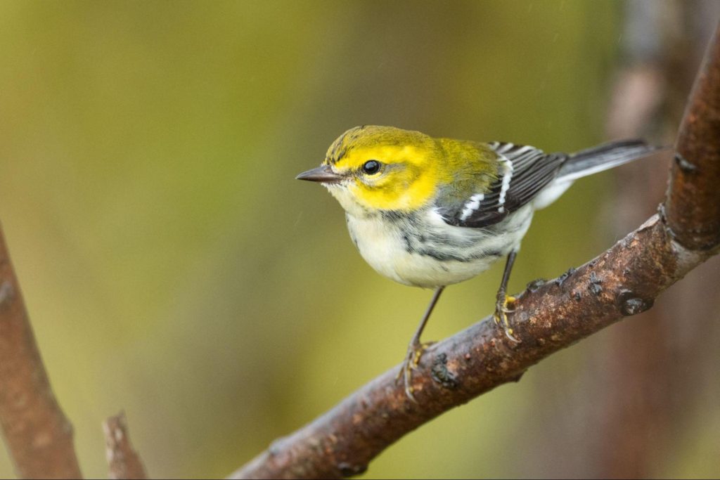 A good-looking Black-throated Green Warbler decided to drop in for a quick photo. © Jonathan Irons