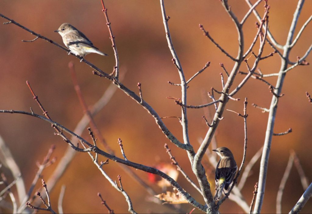 A pair of Yellow-rumps pause in a tree next to the platform, the bird on the right showing off its namesake fieldmark. © Carl Engstrom