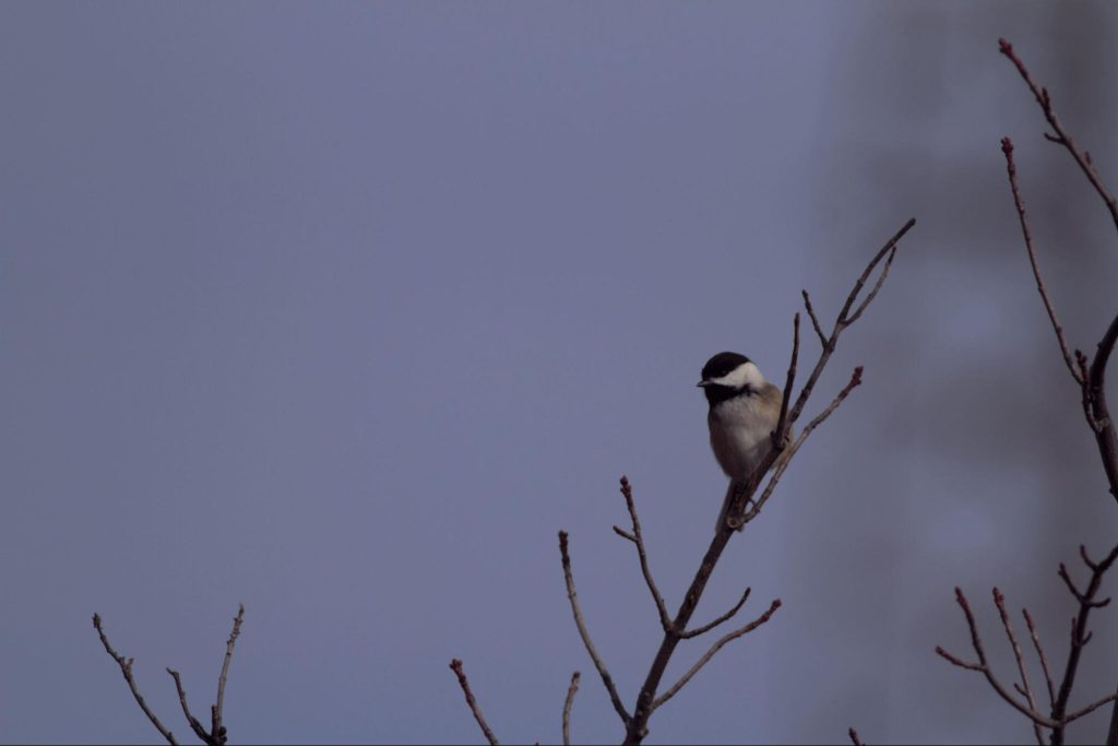 A Black-capped Chickadee pauses in a treetop before purposefully continuing south down the ridge. © Carl Engstrom
