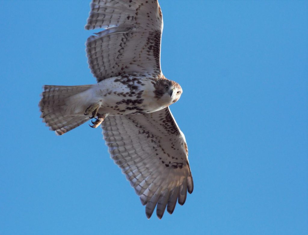 A young Red-tailed Hawk provided much better photos when it migrated directly over the platform! © Carl Engstrom