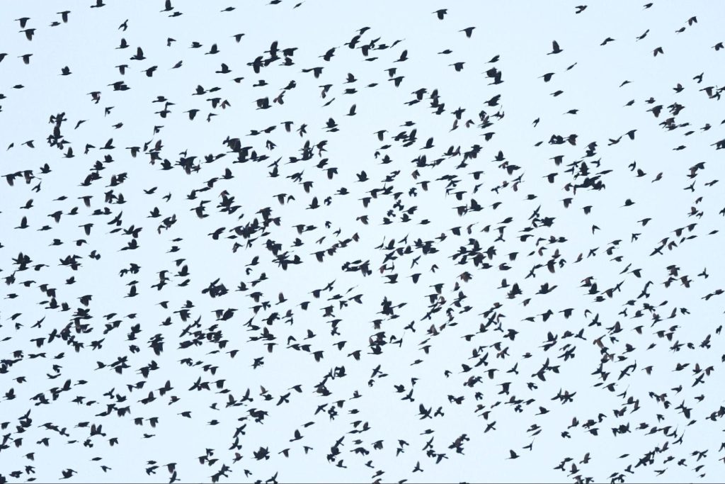 A small clip of one of the massive grackle flocks © Jonathan Irons