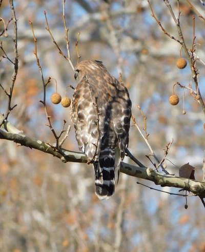 Red-shouldered Hawk © Sue Muller