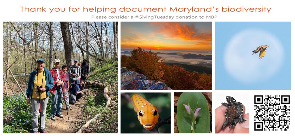 Thank you for helping document Maryland's biodiversity!