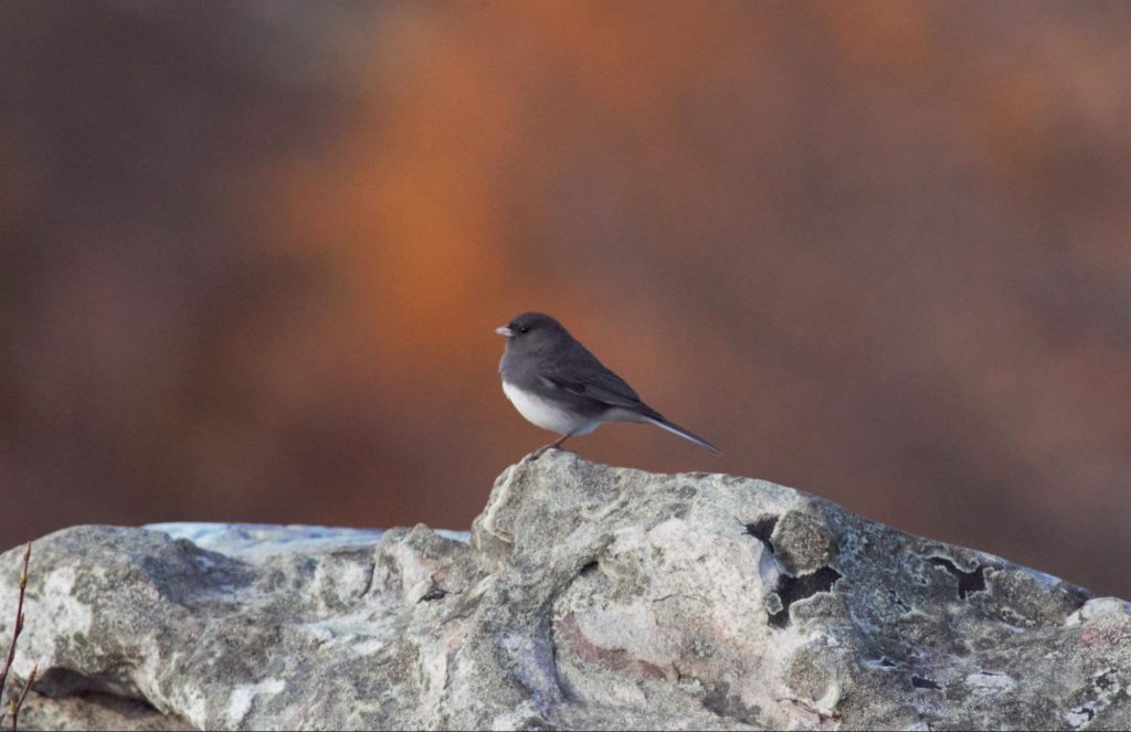 Dark-eyed Junco was one of the most frequently encountered migrants to close out the season. © Carl Engstrom