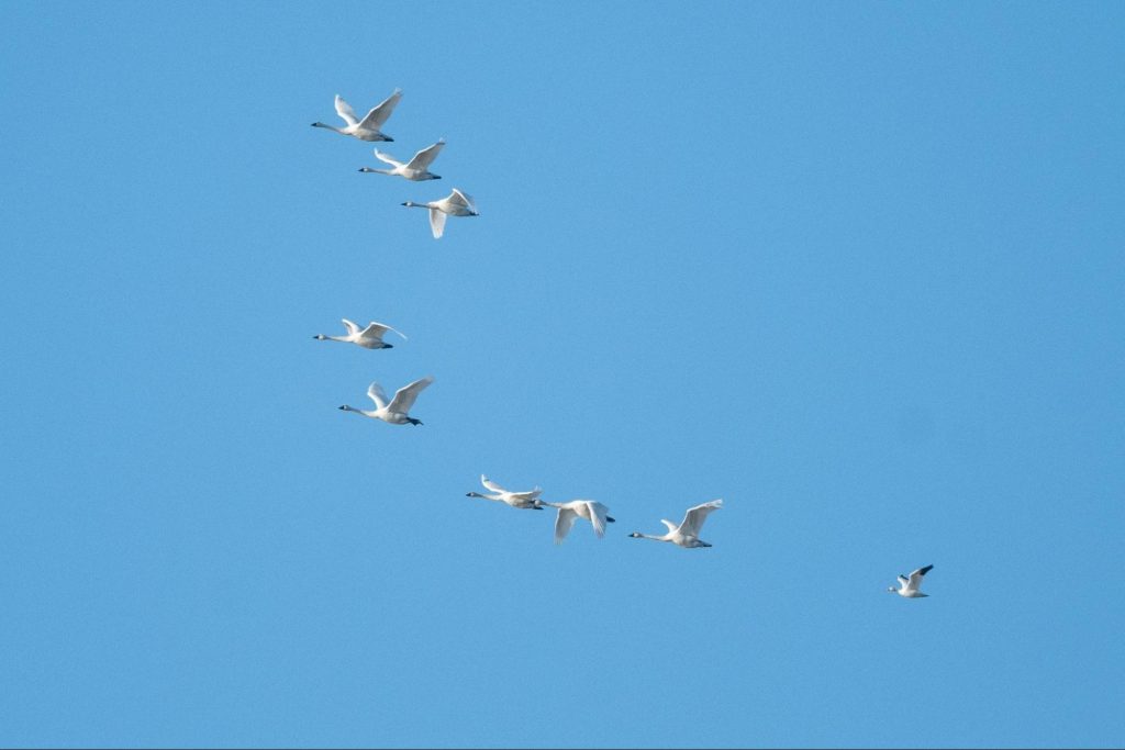A lone Snow Goose trialing a flock of Tundra Swans © Jonathan Irons