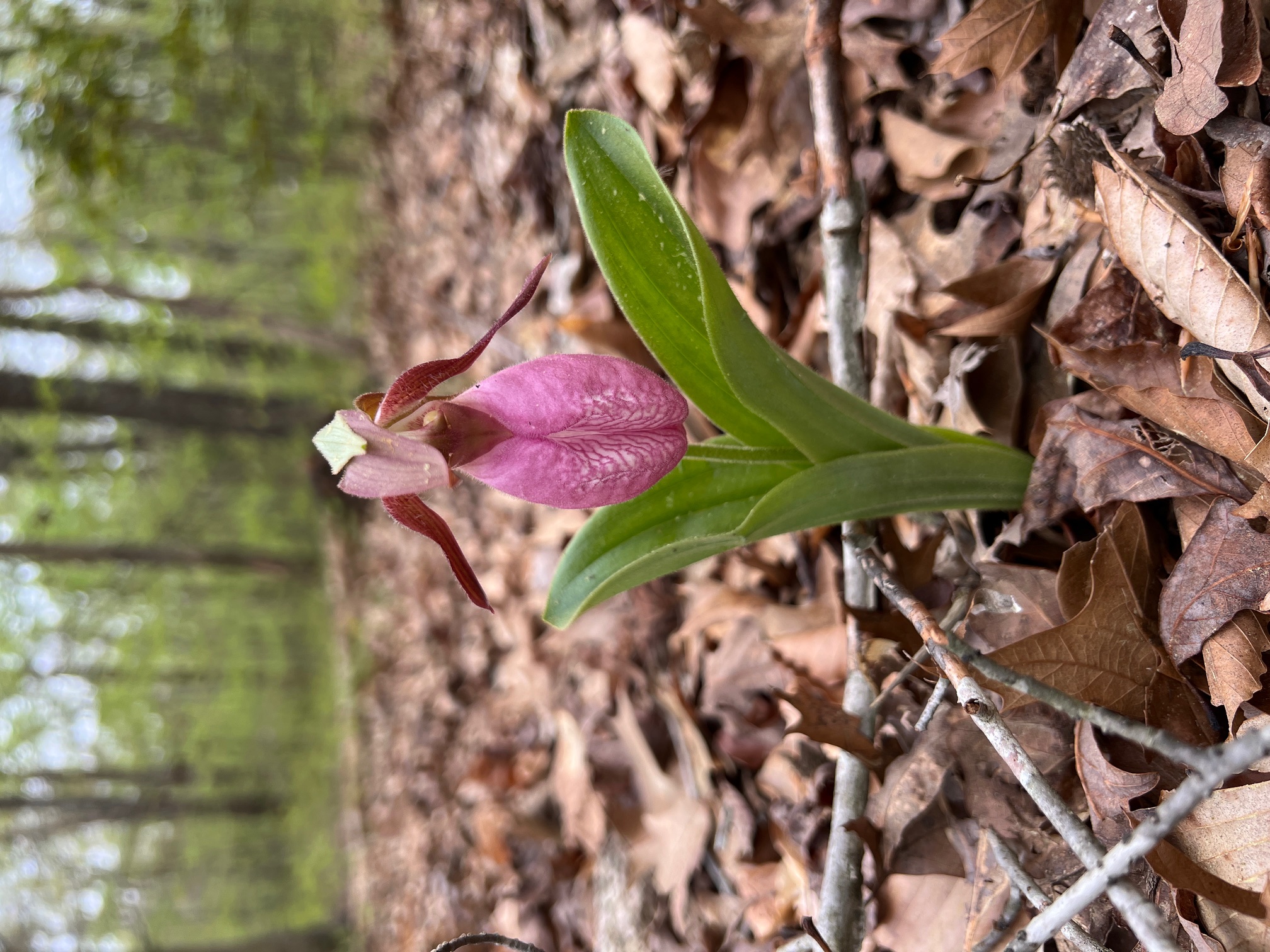 Pink Ladies Slipper